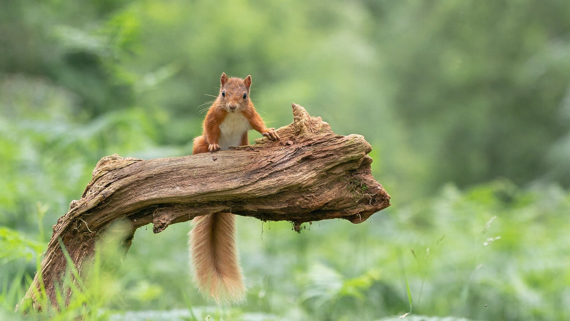 爱游戏在线登录入口-苏炳添锁定胜局田径世锦赛,苏炳添进世锦赛决赛