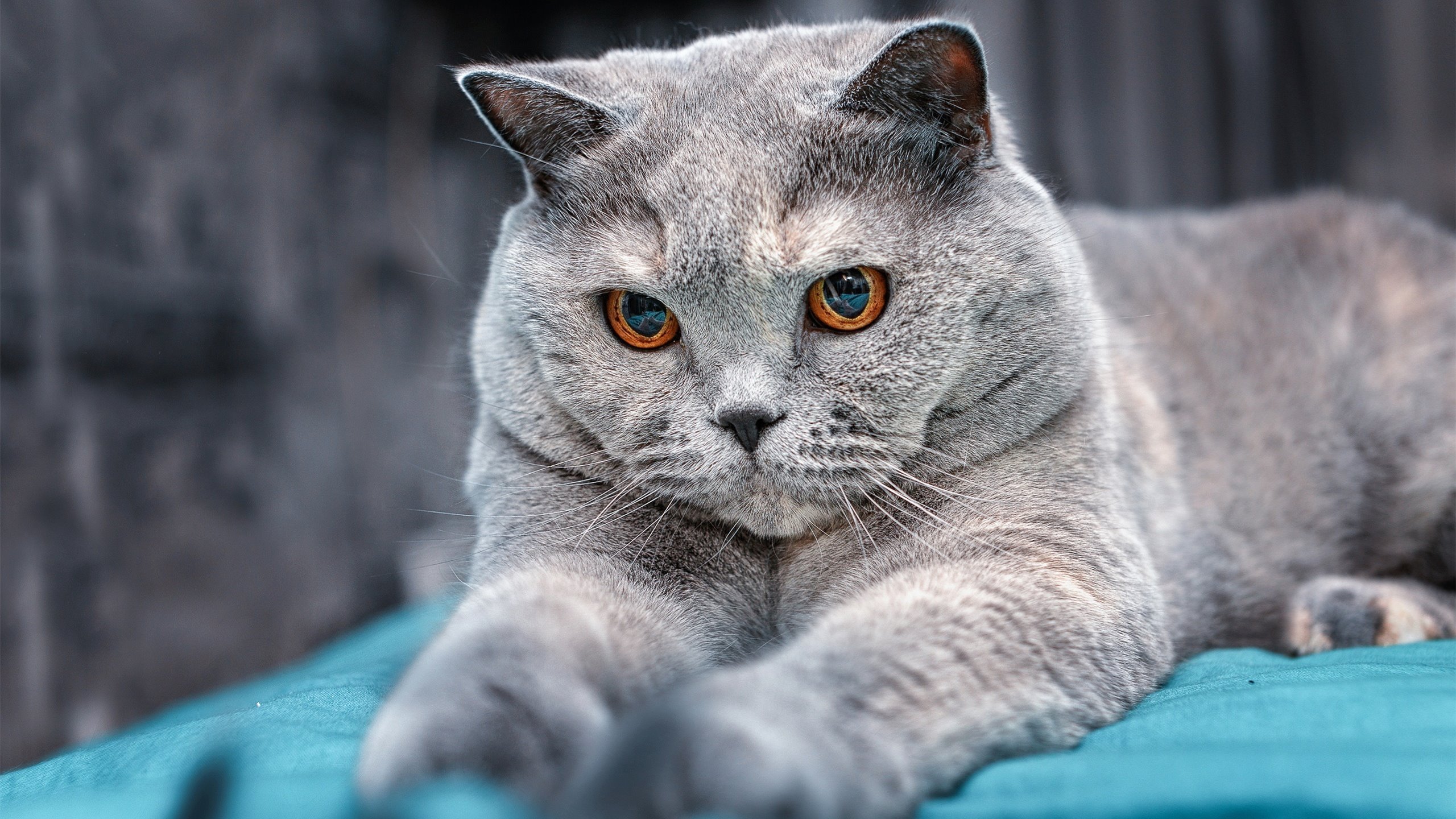 爱游戏官方-詹姆斯·奥康纳的个人技术展示，提升袋鼠队整体水平，康纳和詹金斯